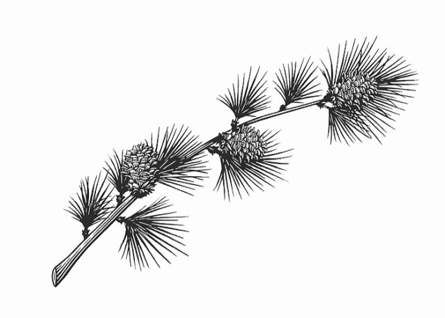 Pine Branch